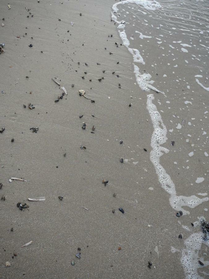 Strandslag Zanddijk 229 Julianadorp Aan Zee Bagian luar foto